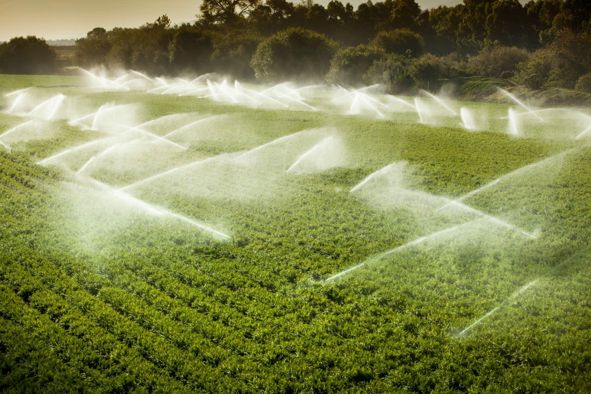 Irrigation pipes and driplines